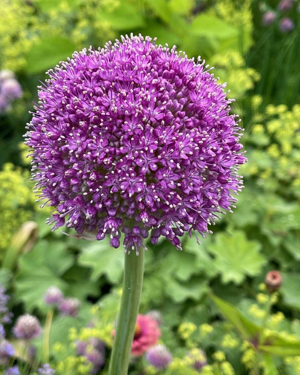 ハーバルライフ｜初夏から盛夏に向かって、庭を彩るハーブの花々