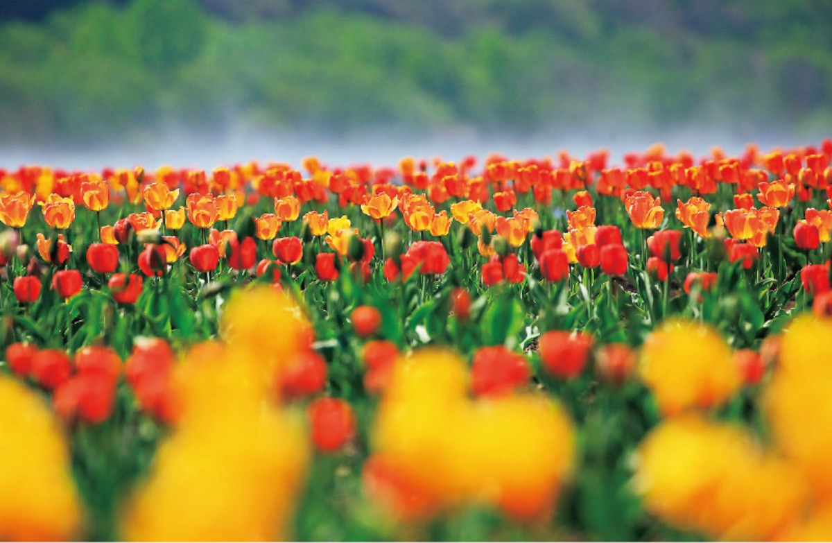 春夏のオホーツク｜湧別町　肥沃な大地と青空の下チューリップが咲き誇る