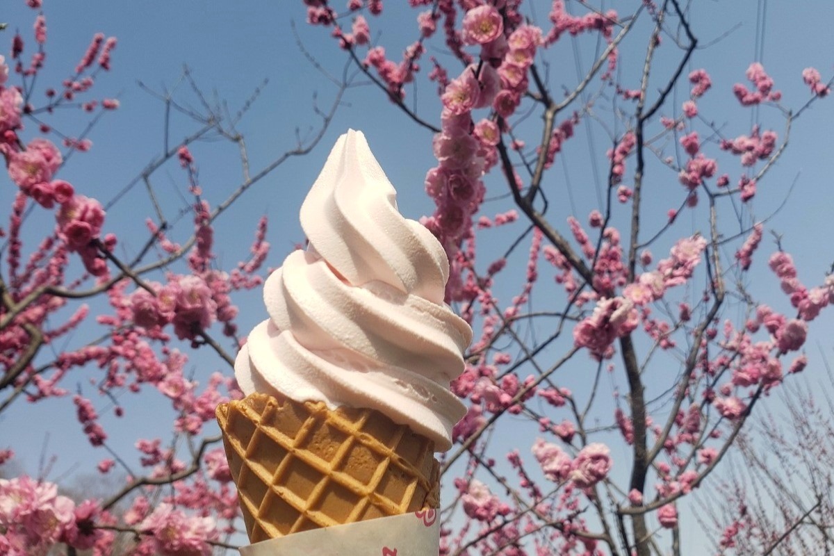 梅の花と香り!札幌「ひらおか梅まつり」は4月26日~5月11日