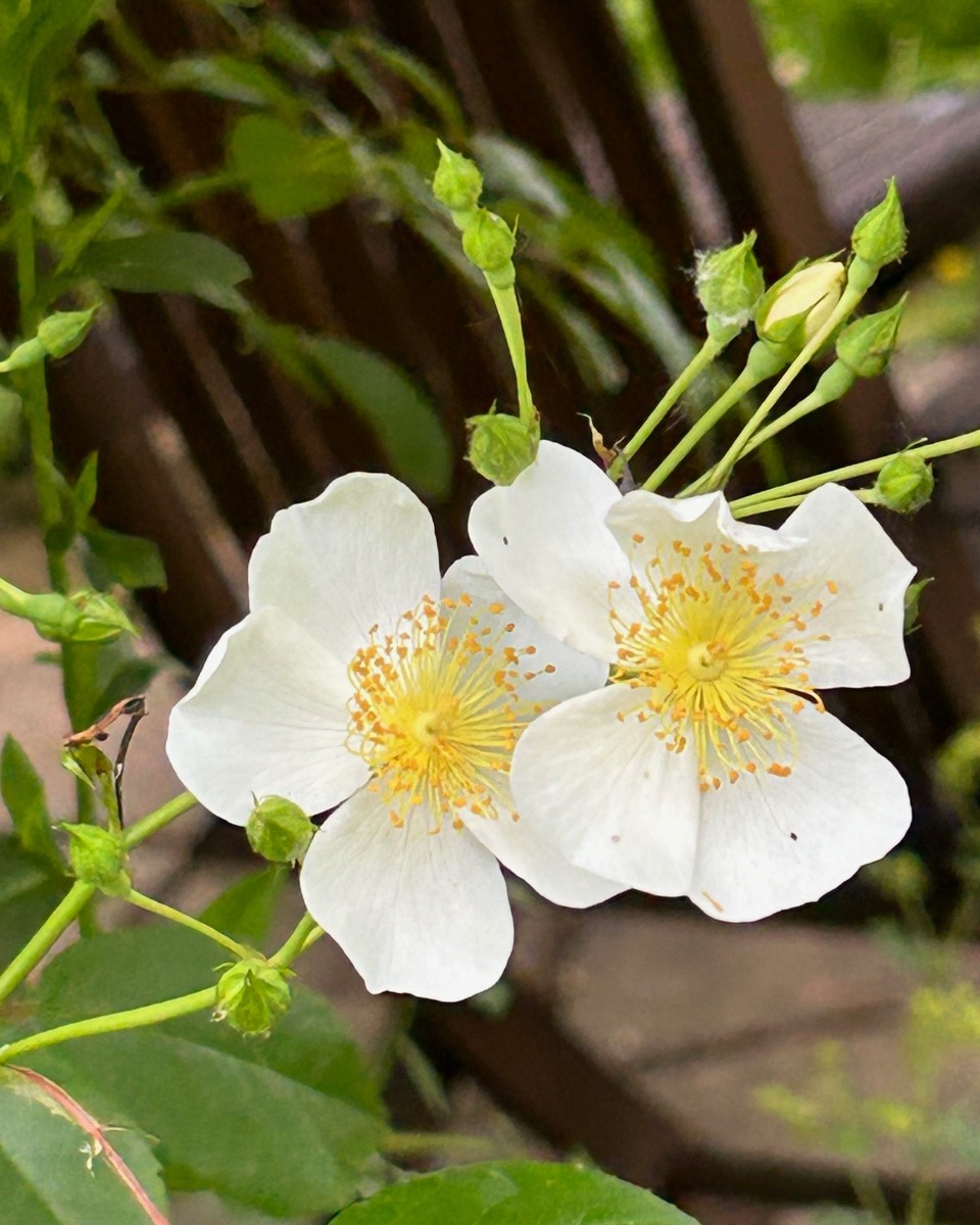 北海道の庭｜今週の花　満開のつるバラ