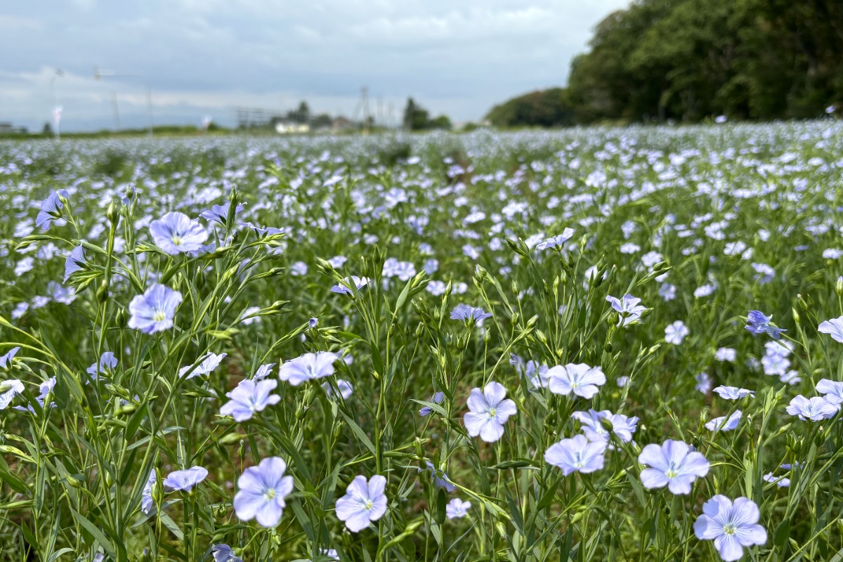 薄紫の亜麻色の風景と、亜麻栽培を北海道の産業に ～当別町 亜麻公社