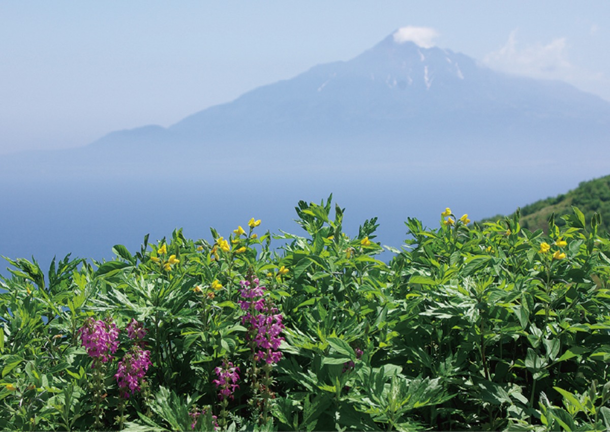 特別な場所へ 礼文島・秋物語|北海道大人の旅ガイド2025
