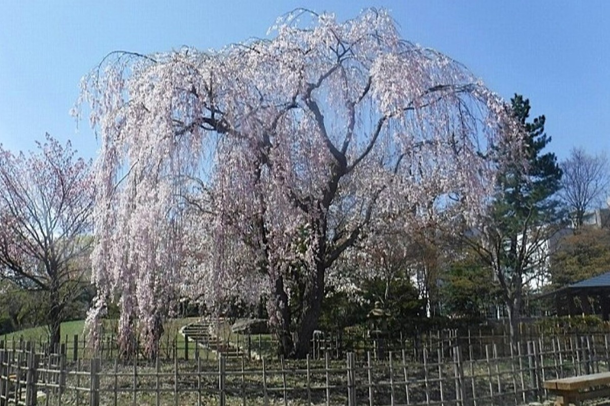 2025 北海道のお花見・桜の名所②｜札幌エリア