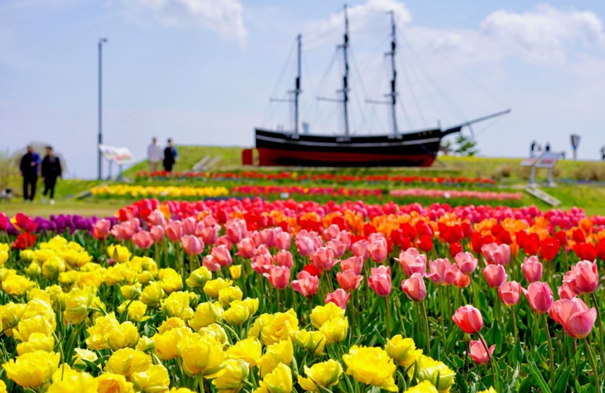 北海道｜絶景の花スポット！春色のチューリップ畑へ出かけよう