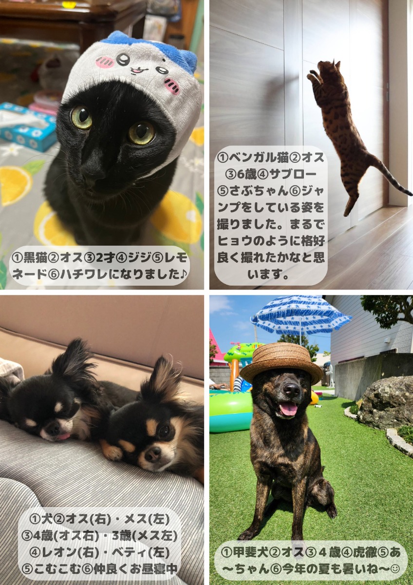 【ペットフォトコンテスト】幸せを呼ぶペットライフ　We LOVE Pet2024年8・9月版