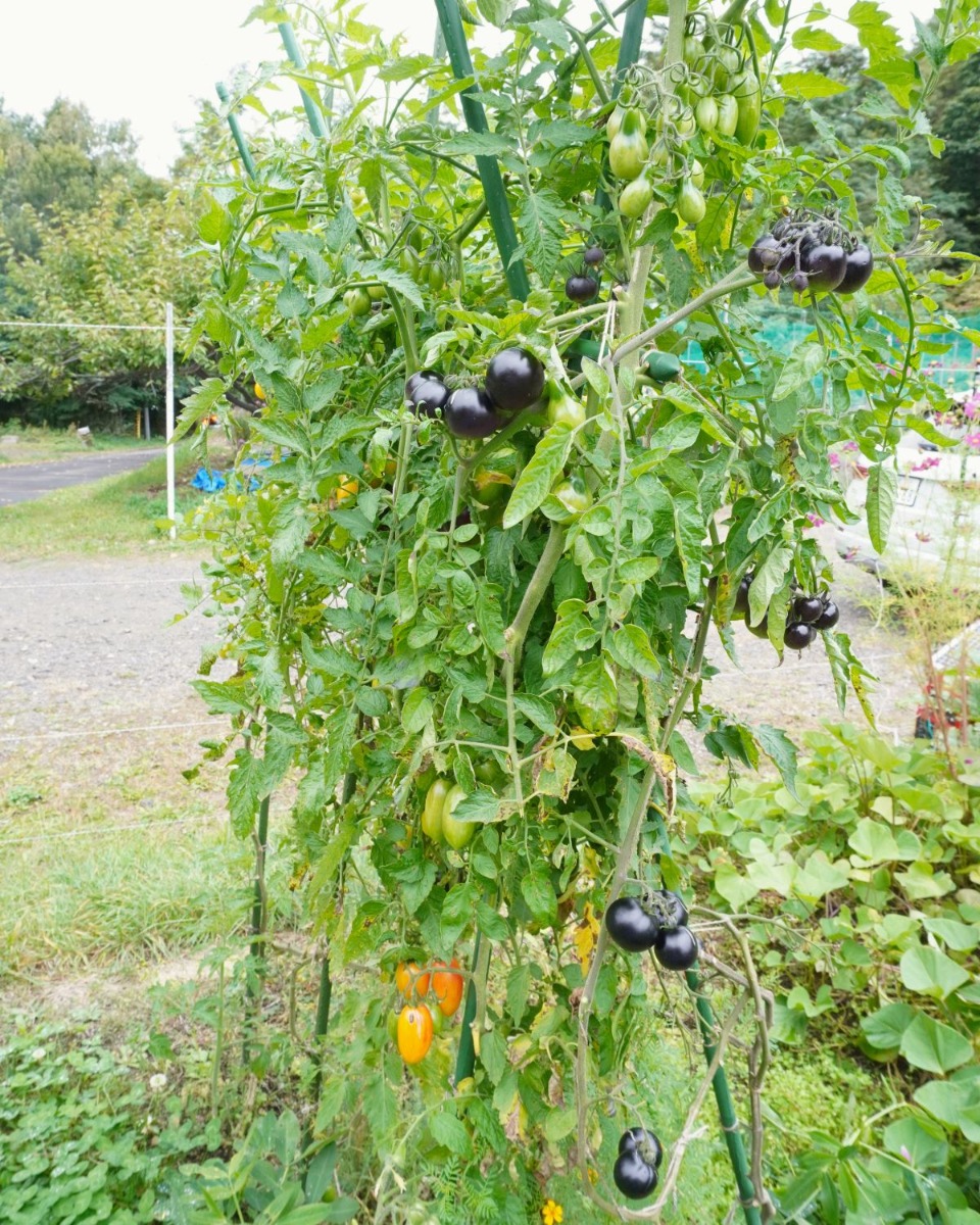  ポタジェ｜秋の菜園と、春夏野菜の振り返り