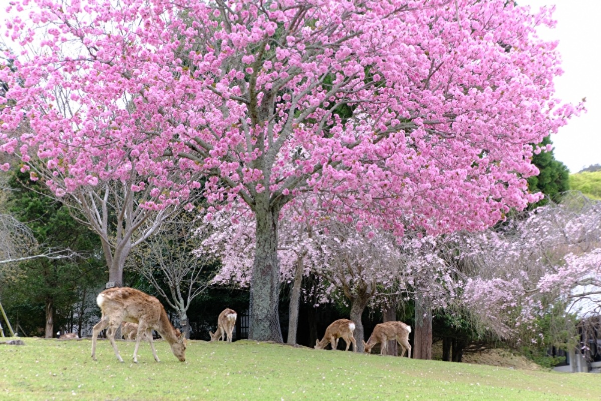 シカと桜の心なごむ春の奈良公園【奈良の桜2023｜奈良公園｜奈良市】