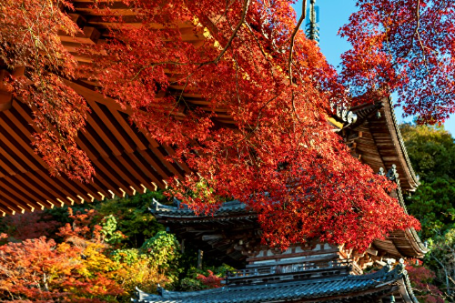 ため息がでるほど美しい山寺ならではの秋【紅葉2021／壷阪寺／高取町】