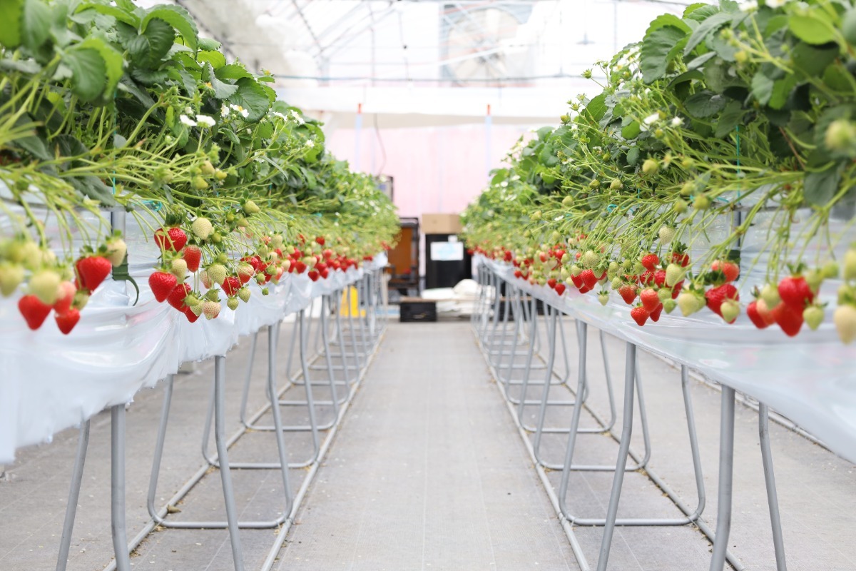 【2026最新版】徳島いちご狩りスポット・おすすめ15選！家族のおでかけ＆レジャーにぴったり