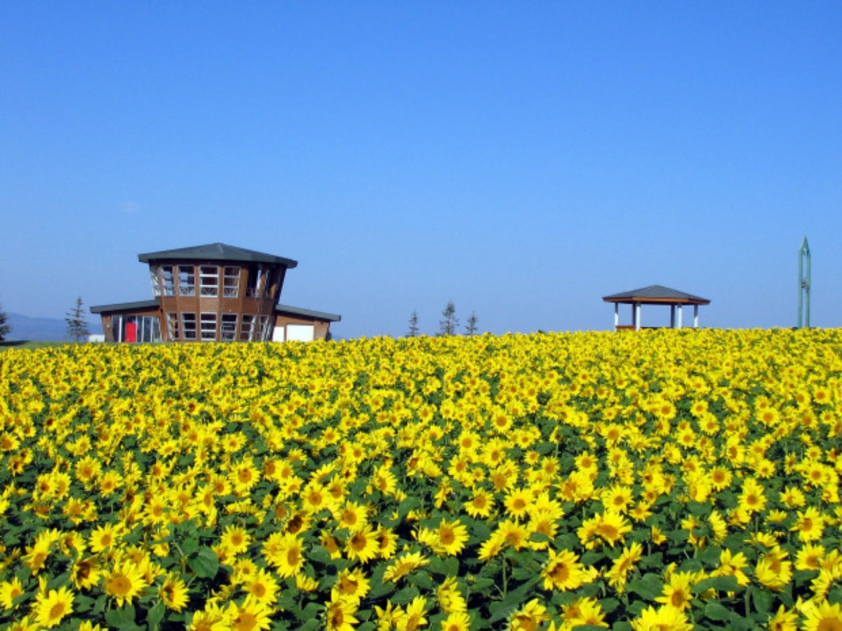 北海道のひまわり畑 2024　おすすめ絶景スポット！