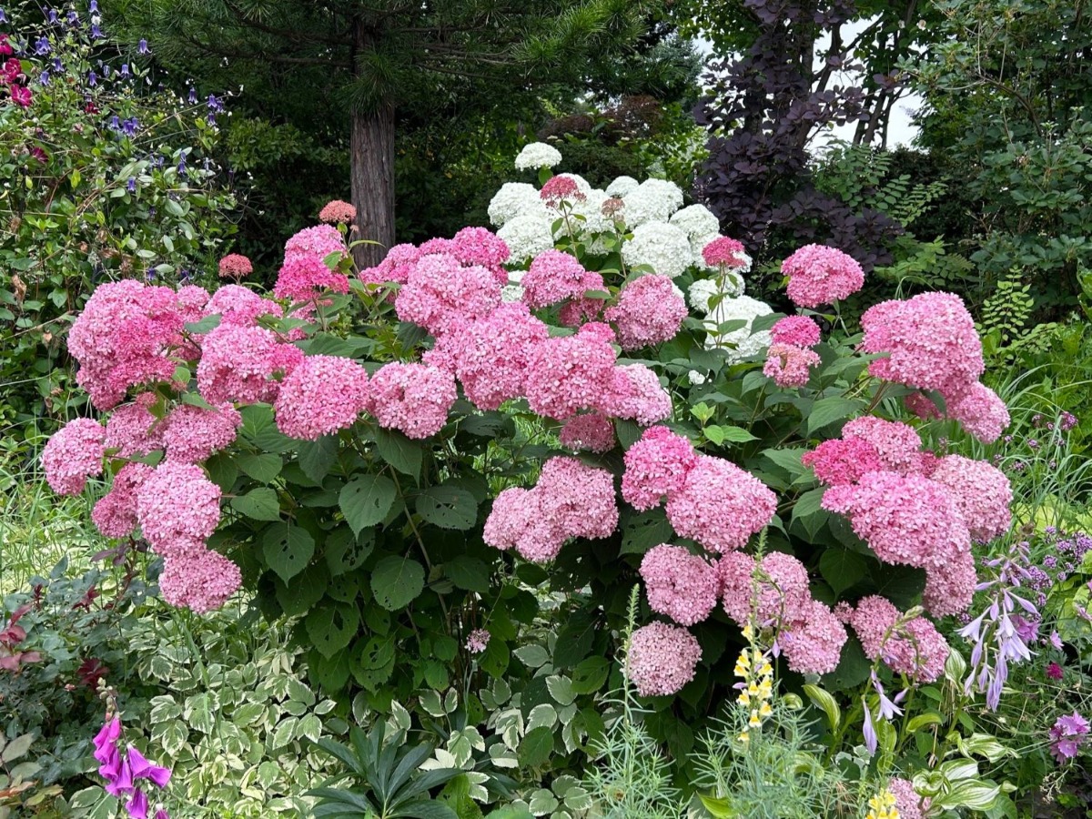 北海道の庭｜今週の花　今が盛りのクレマチス！