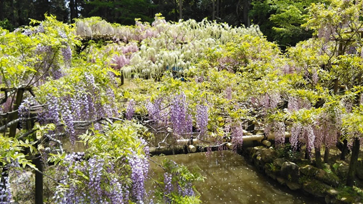 2023年の見頃は早くなりそうです！奈良の藤の名所「春日大社　萬葉植物園」【奈良市】
