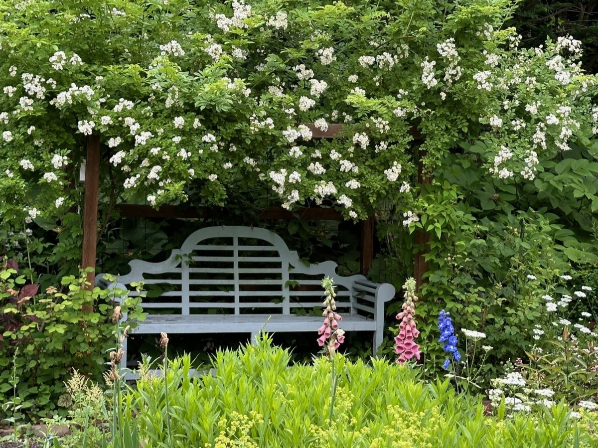 北海道の庭｜今週の花　バラの季節