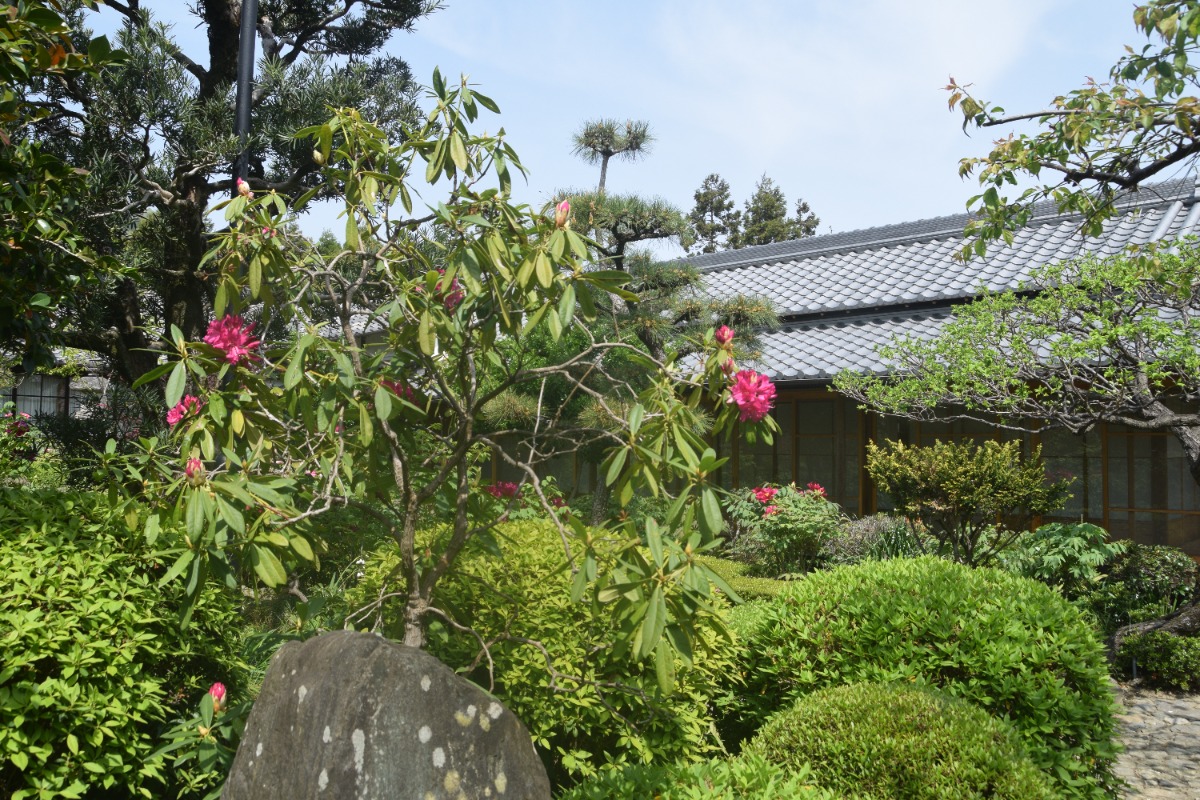 見頃は4月21日くらい!奈良県葛城市にある「石光寺」で「春牡丹」の開花が始まる