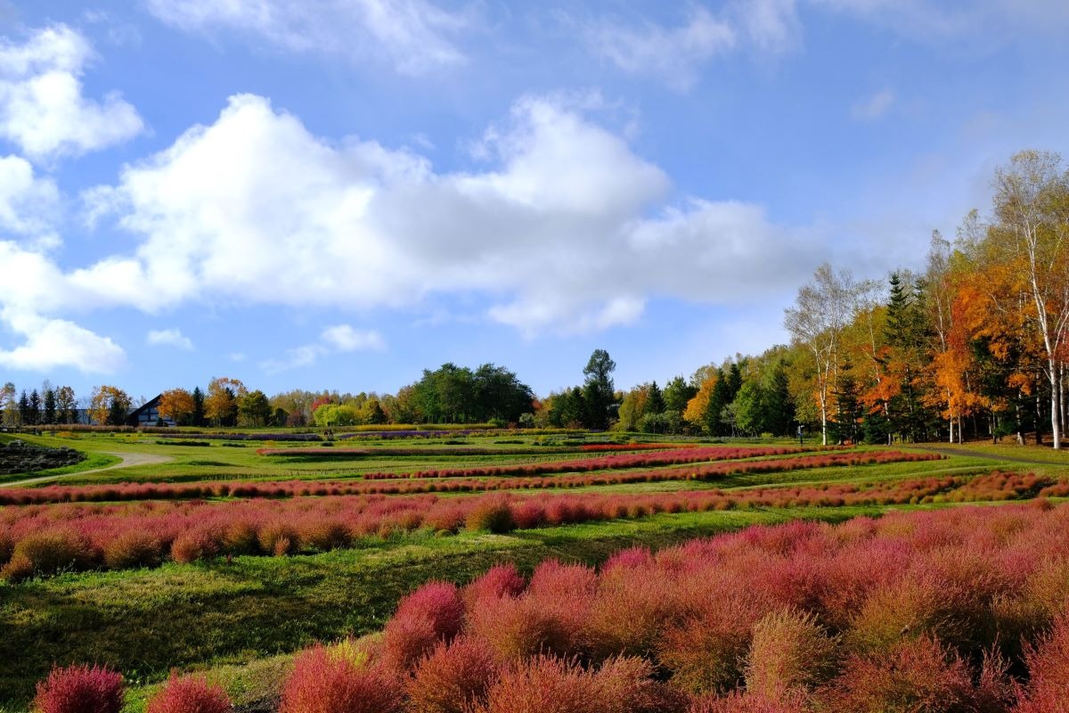  札幌・滝野公園の10月は紅葉が見ごろ！ 12日から「紅葉まつり」開催