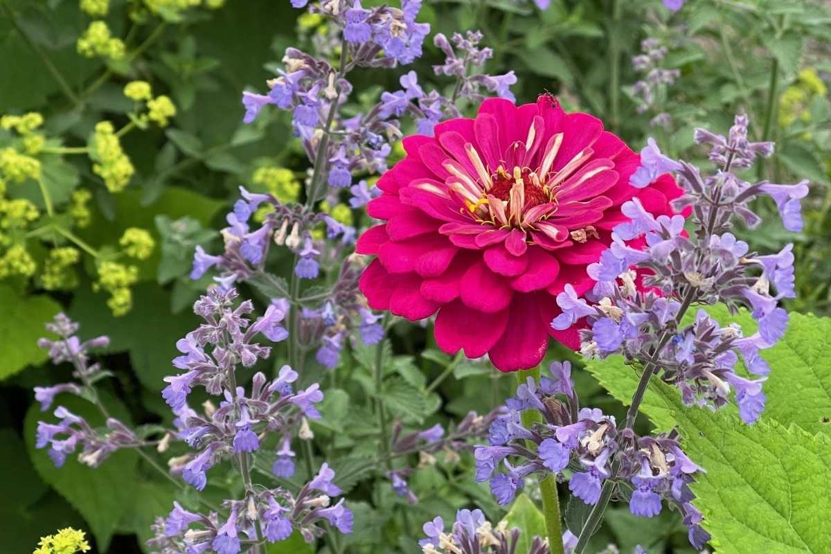 ハーバルライフ｜初夏から盛夏に向かって、庭を彩るハーブの花々