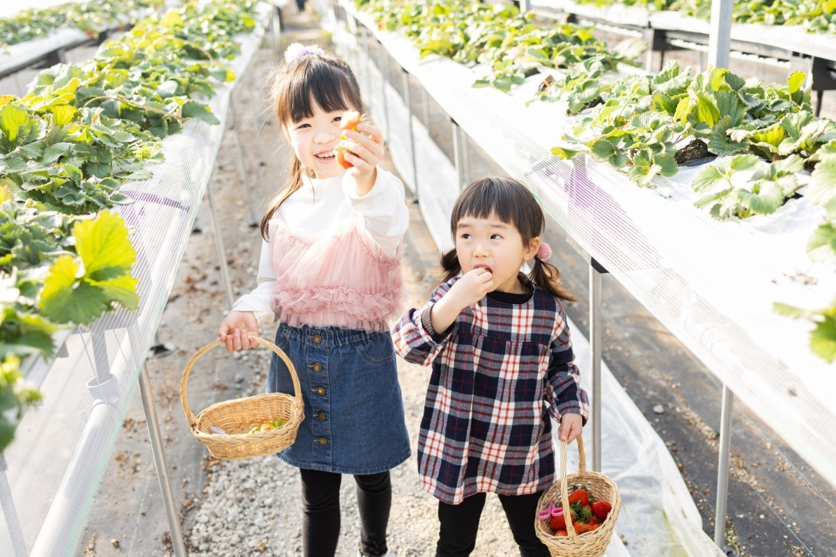 【2026最新版】徳島いちご狩りスポット・おすすめ12選！家族のおでかけ＆レジャーにぴったり