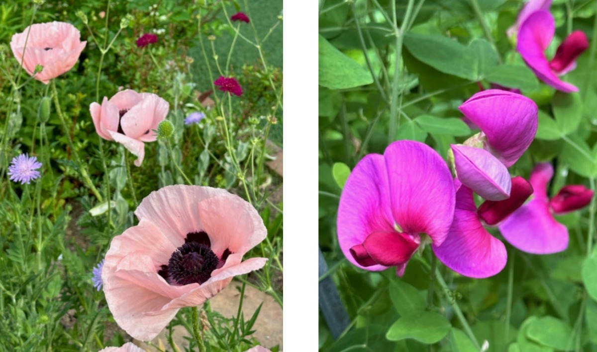 北海道の庭｜今週の花　バラの季節