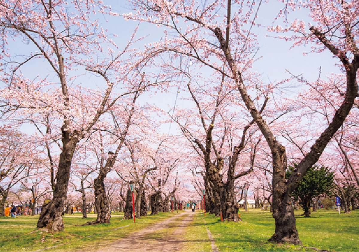 南北海道から北東北へ｜森町　貴重な史跡と多くの桜が咲き誇る、 花と歴史ロマンあふれるまち
