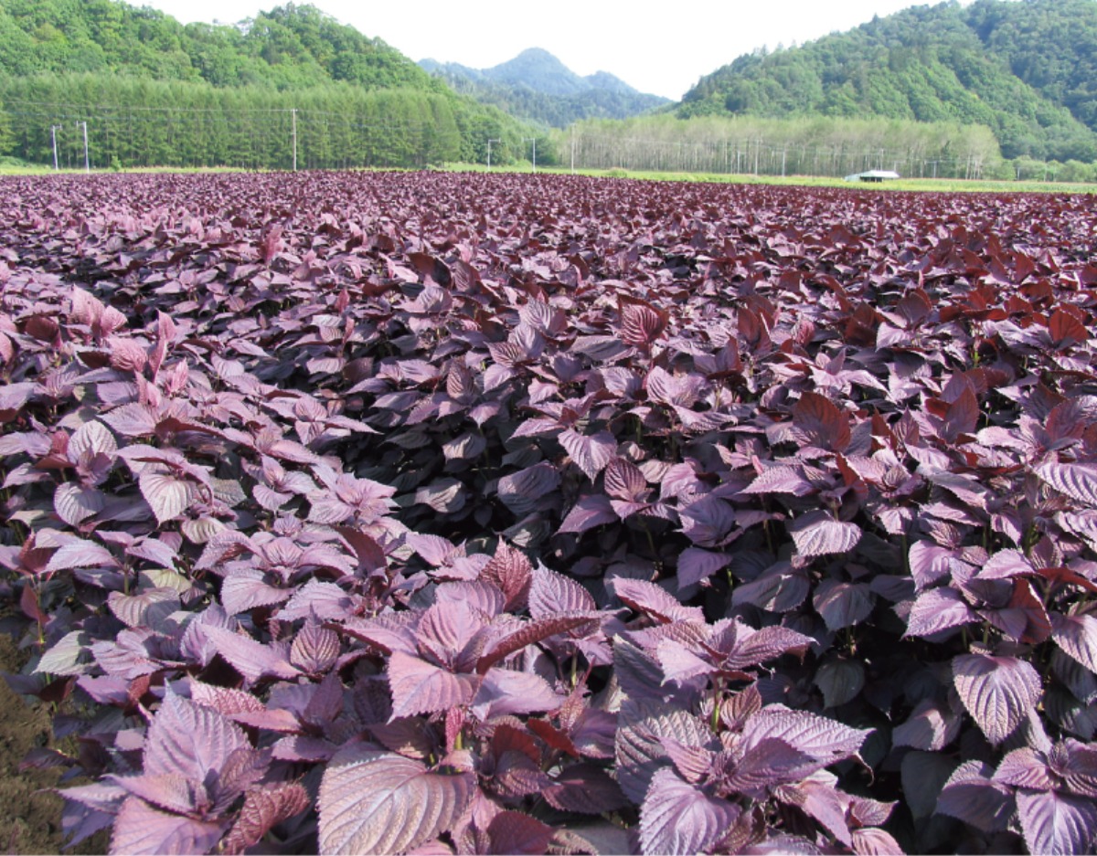 ふるさと納税で子育て支援、 人気の返礼品が揃うまち -白糠町-|北海道大人の旅ガイド2025