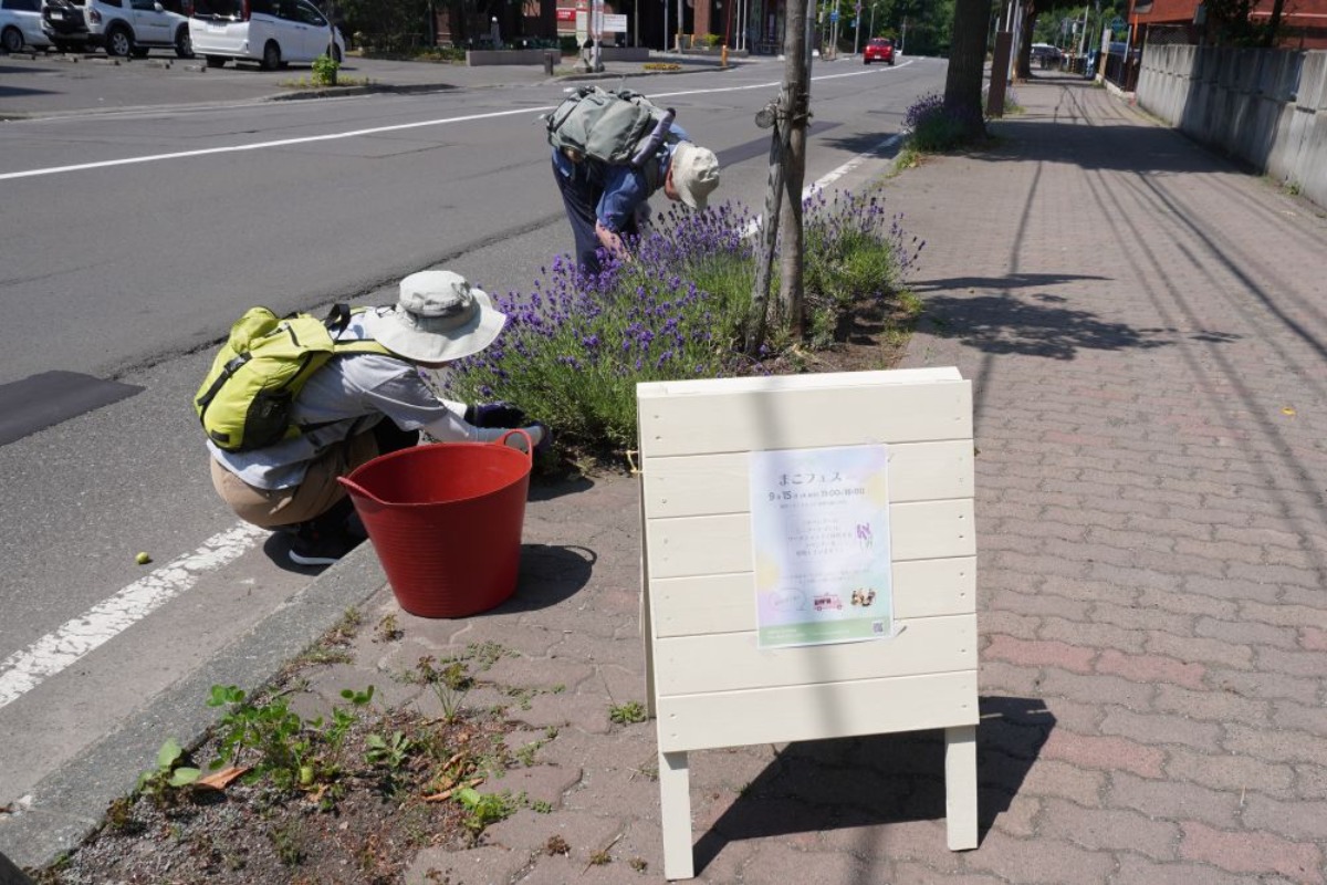 ポタジェ|街路マスの花壇に咲くラベンダーの手入れと活用