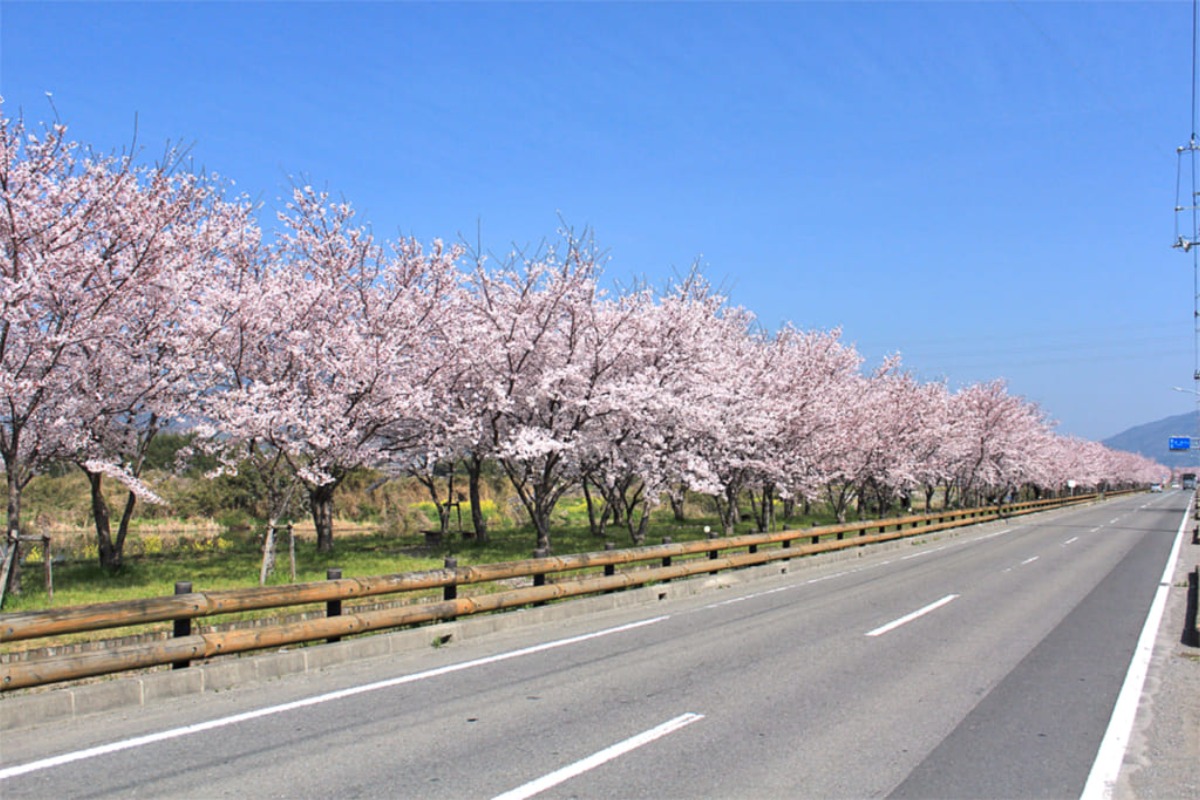 【2022年最新版】徳島のお花見スポット・桜の名所31選