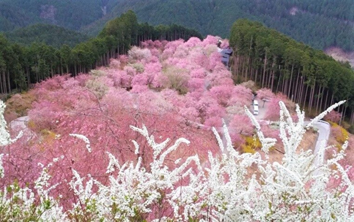 【奈良なんでもランキング】この春行きたい！奈良の桜名所はどこ？
