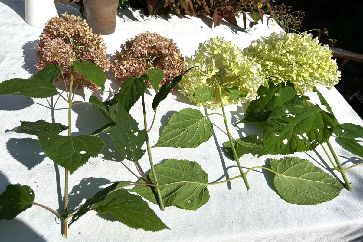 北海道の庭｜今週の花　趣があるアジサイ、華やかなアナベル