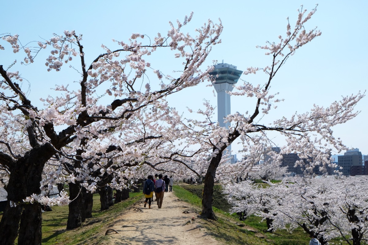 春は桜咲く函館旅へ！周遊バスで観光を満喫