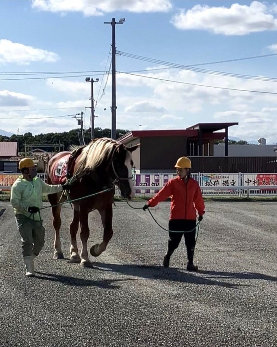 帯広競馬場「ばんえい十勝」で迫力満点“ばん馬レース”を初体験！