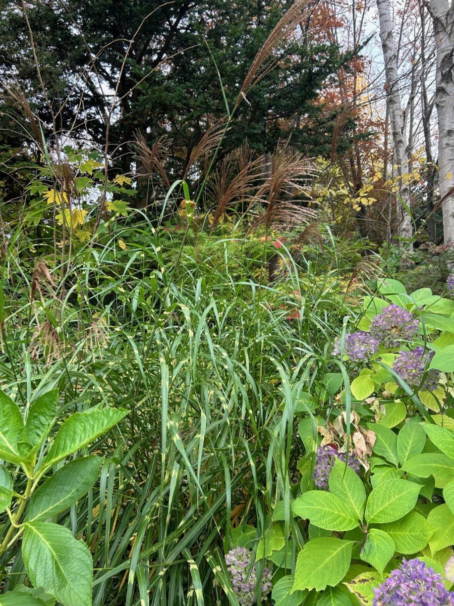 北海道の庭｜今週の花　晩秋を振り返って、グラス類とシンボルツリー