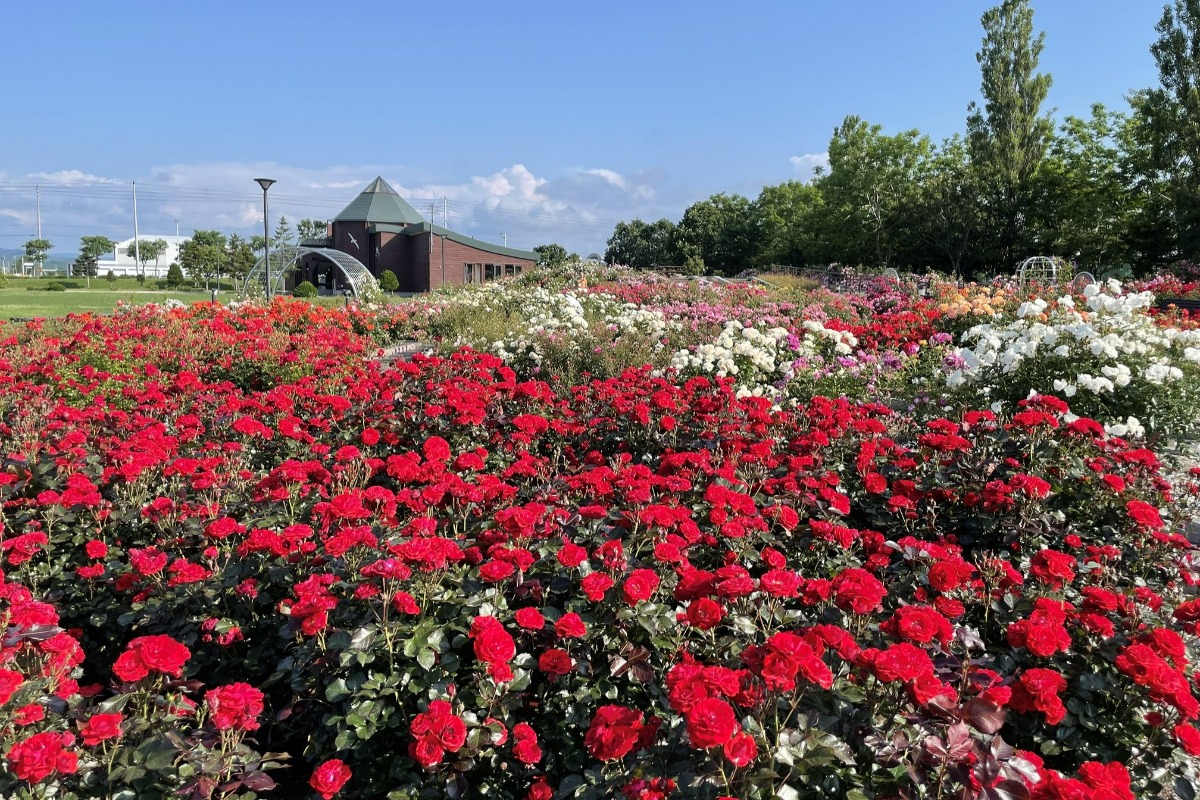 バラの花と香り｜2024 北海道のローズガーデン15選！（後編）