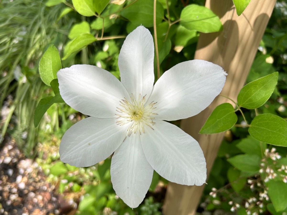 北海道の庭｜今週の花　今が盛りのクレマチス！