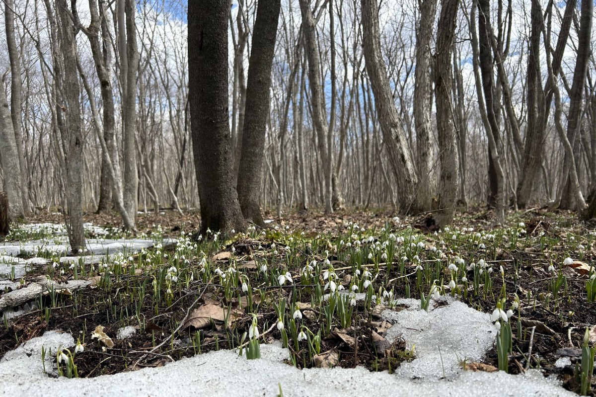  北海道 宿根草の育て方｜3月　雪解け後の庭の確認とお手入れ