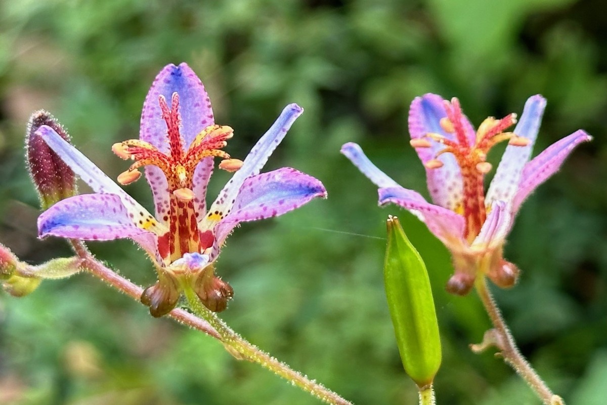 北海道の庭｜今週の花（10月2日）　センニンソウと秋の花