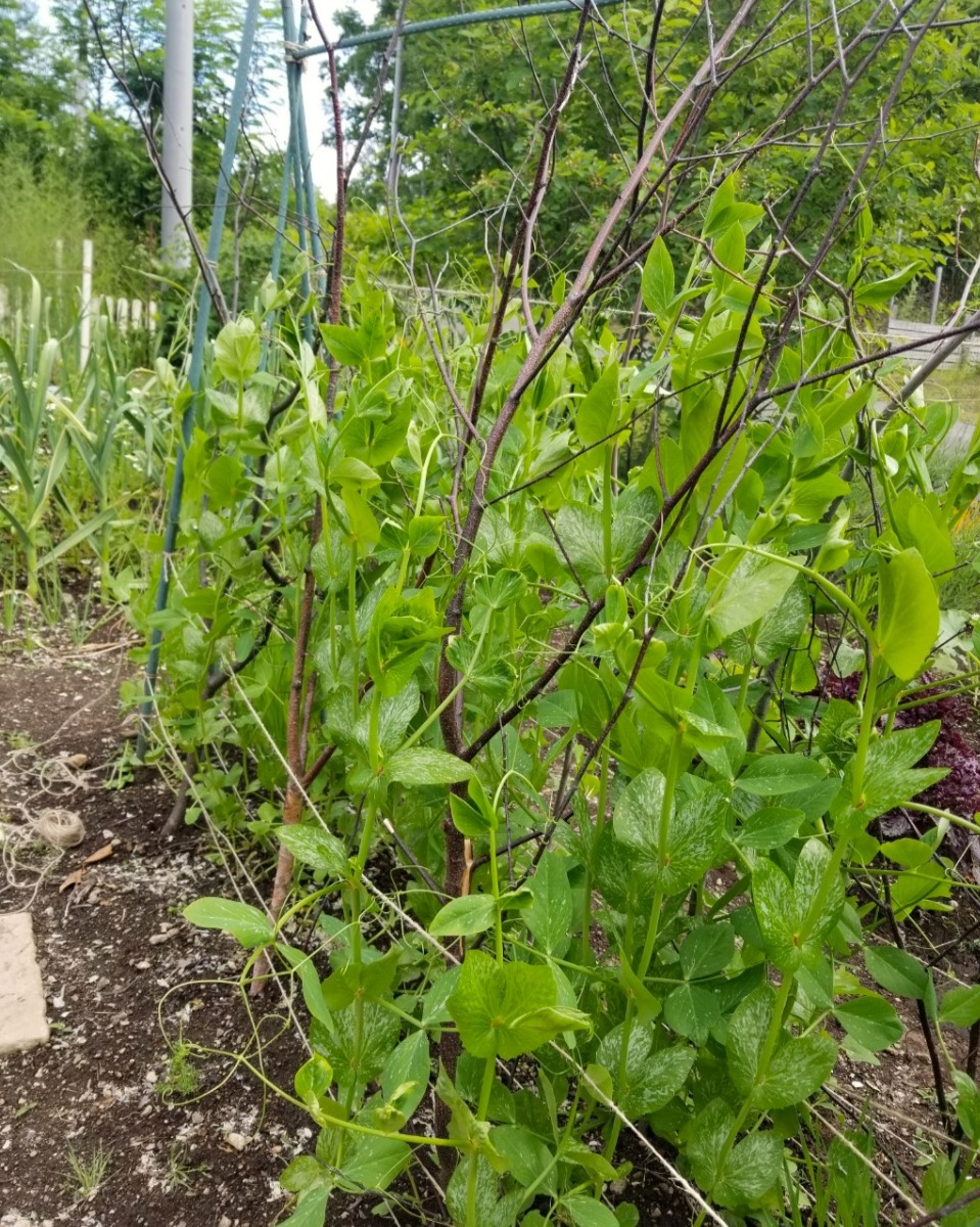  ポタジェ｜秋の菜園と、春夏野菜の振り返り