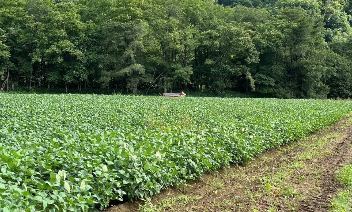 若者が農業に抱いた夢！白糠町で有機栽培に挑戦する大豆農場