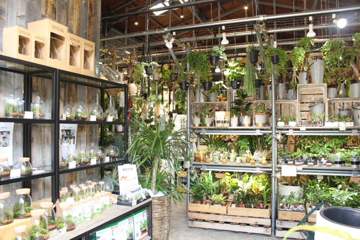 【2022年8月オープン ／Decor GREEN（デコールグリーン・徳島市万代町）】毎日の暮らしに緑と癒しを手に入れよう！多種多様な観葉植物が揃う店。
