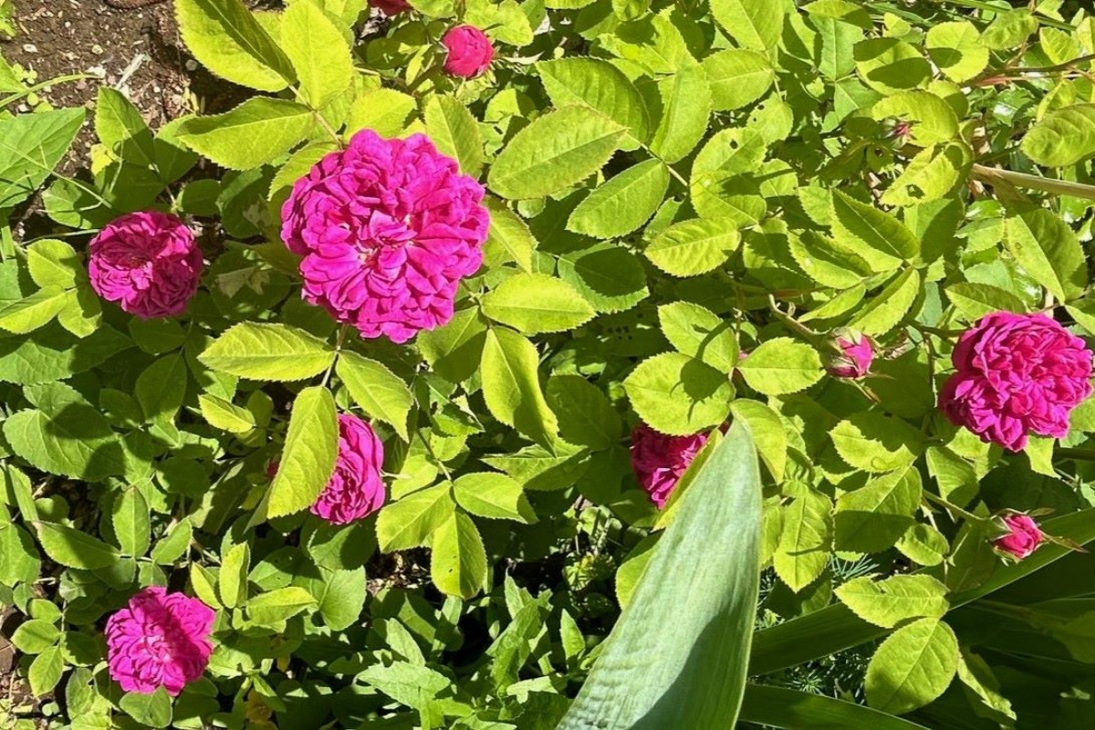 北海道の庭｜今週の花　バラの季節