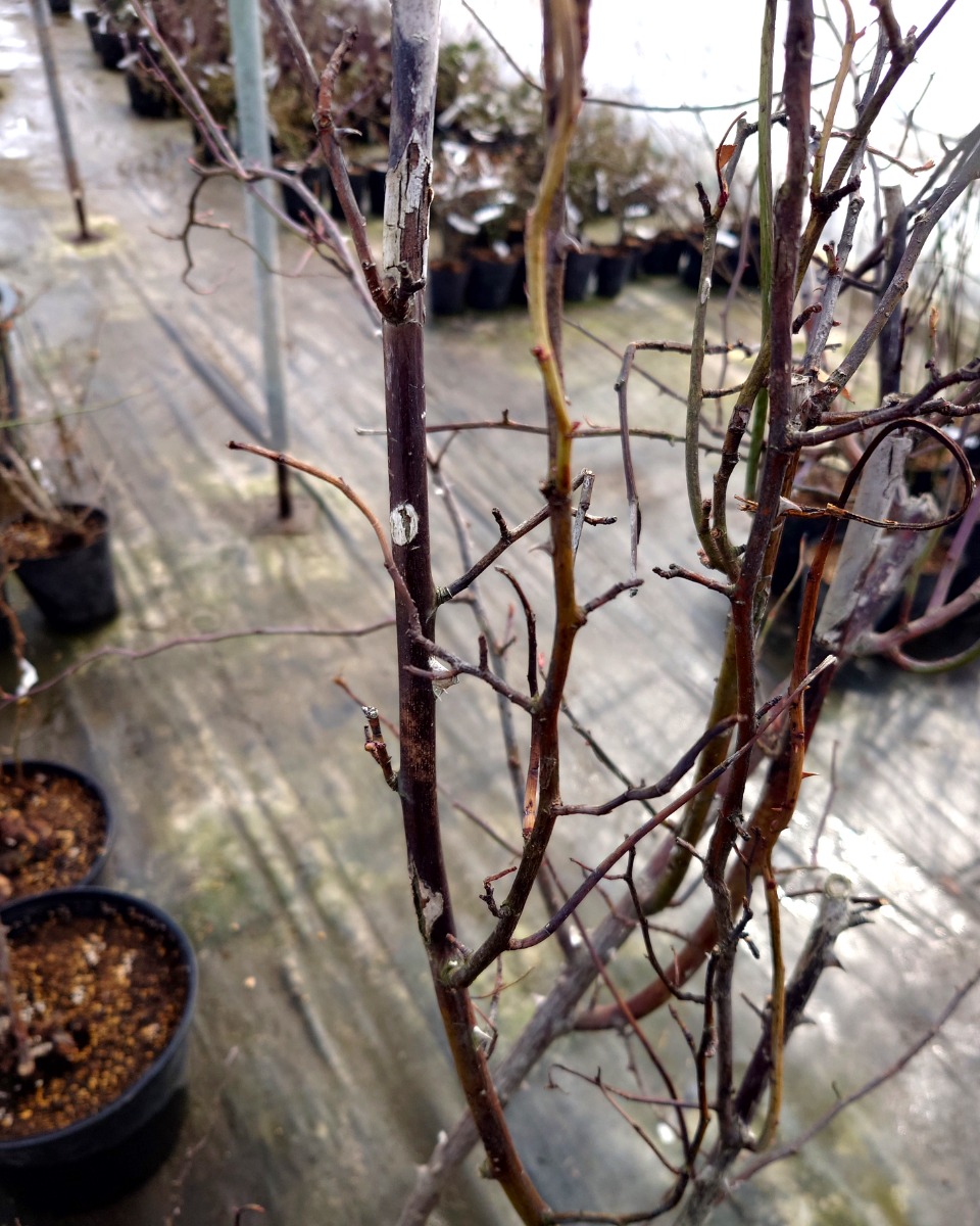 北海道 バラの育て方｜4月　枝の剪定は春先に行なう！