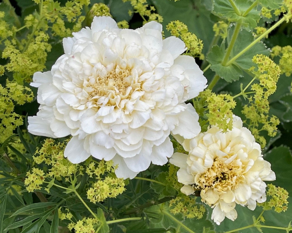 ハーバルライフ｜初夏から盛夏に向かって、庭を彩るハーブの花々