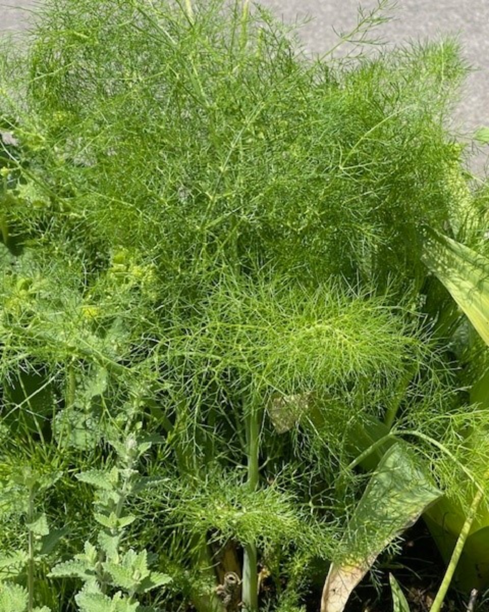 ハーバルライフ｜ニセコ「ヴィラ ルピシア」のガーデンで一年草の植栽