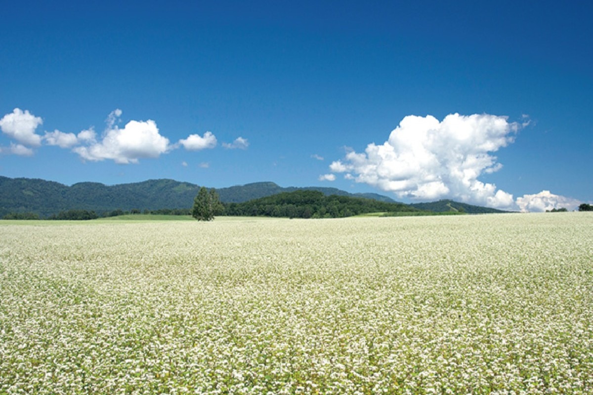 夏の北海道旅|幌加内町は生産量日本一を誇るそばのまち
