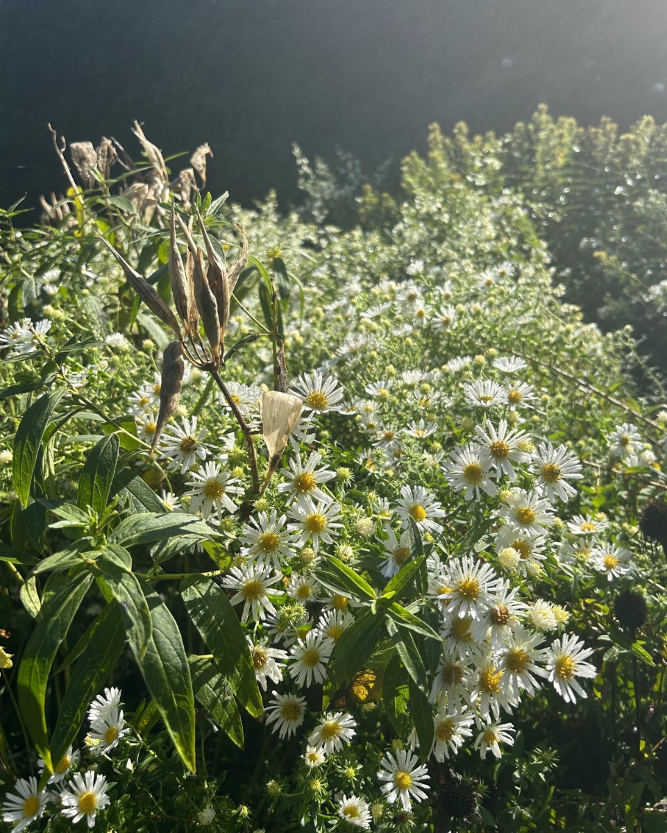 北海道 宿根草の育て方｜10月　株分けや球根の植え込みは今月中に