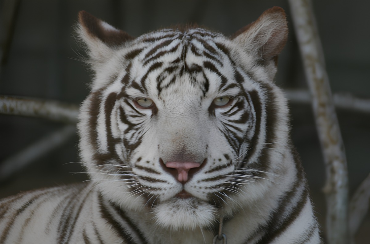 【徳島イベント情報】12/7｜テーブルサッカーおもちゃ美術館CUP