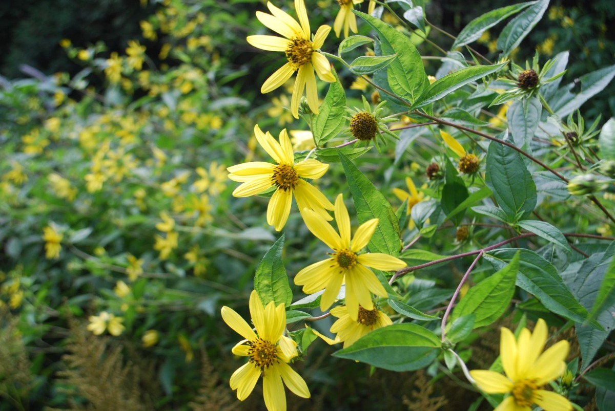 北海道 宿根草の育て方｜9月　初秋の庭の管理と秋植え球根