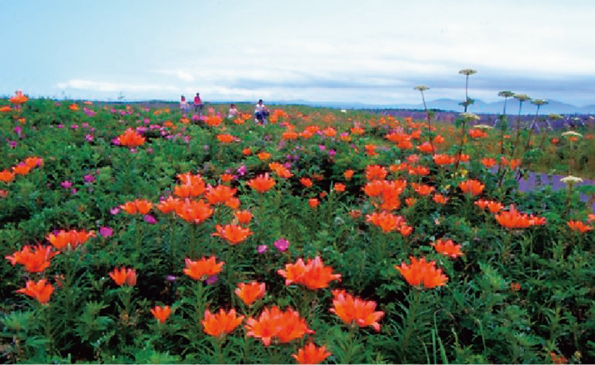 春から夏のオホーツク案内｜北見市　春はツツジ、夏には和ハッカと、 香りと色彩に包まれるまち