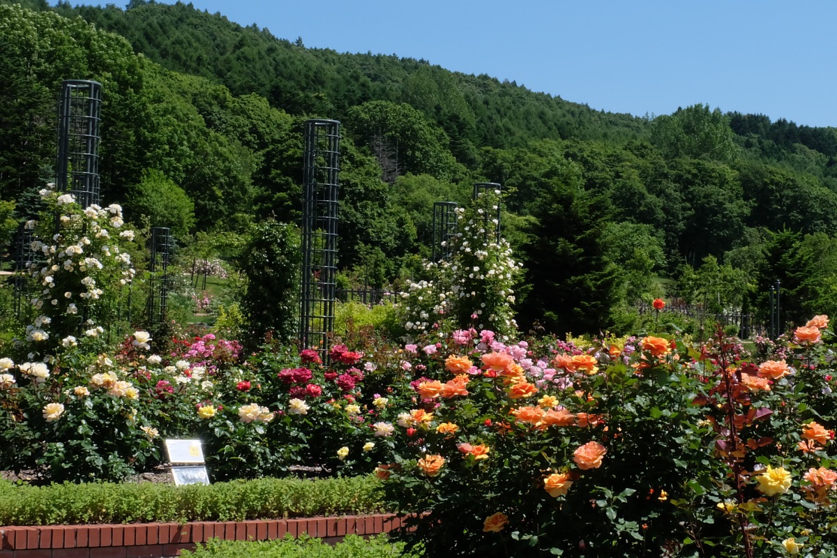 北海道 バラの育て方｜5月　花壇に敷き詰めるマルチングの利点