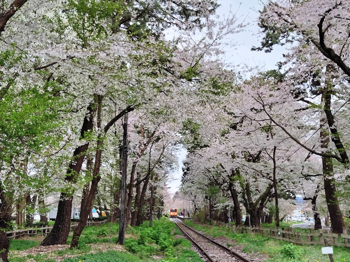 青森で「ハートの桜」に出会う。