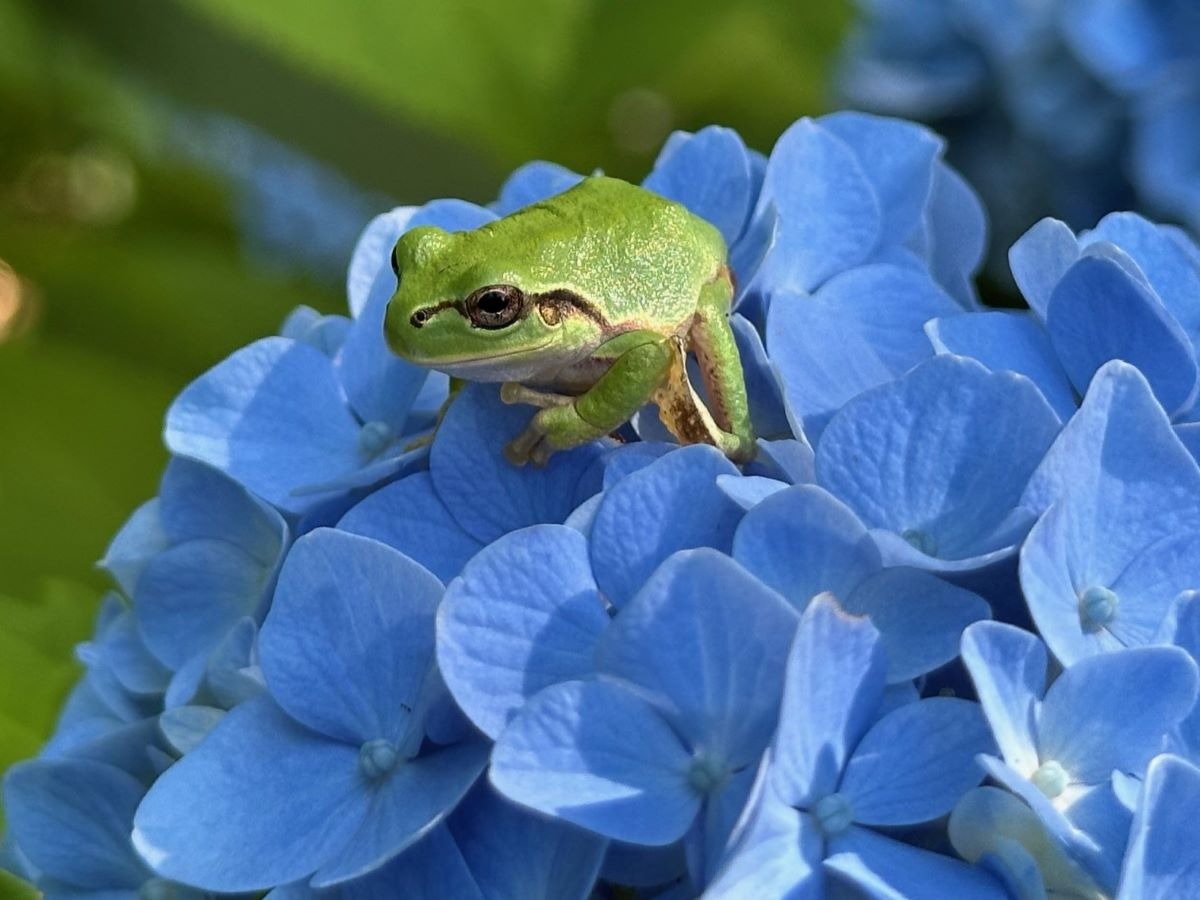 北海道の庭｜今週の花　趣があるアジサイ、華やかなアナベル